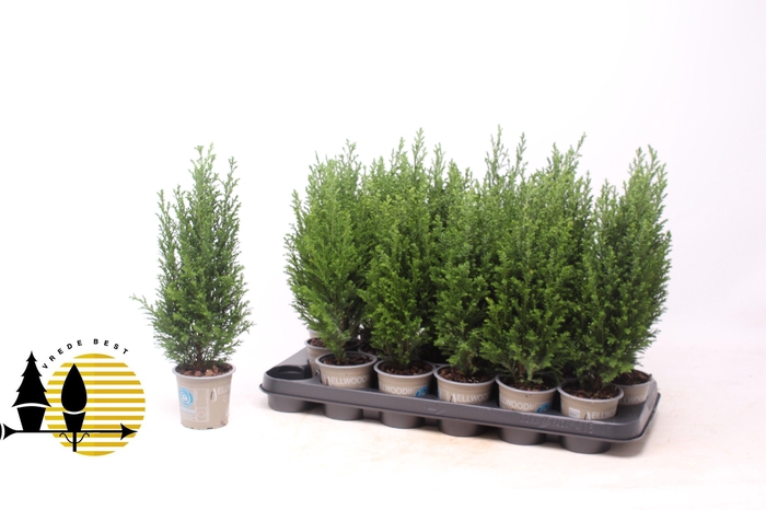 <h4>CHAM L ELLWOODII</h4>