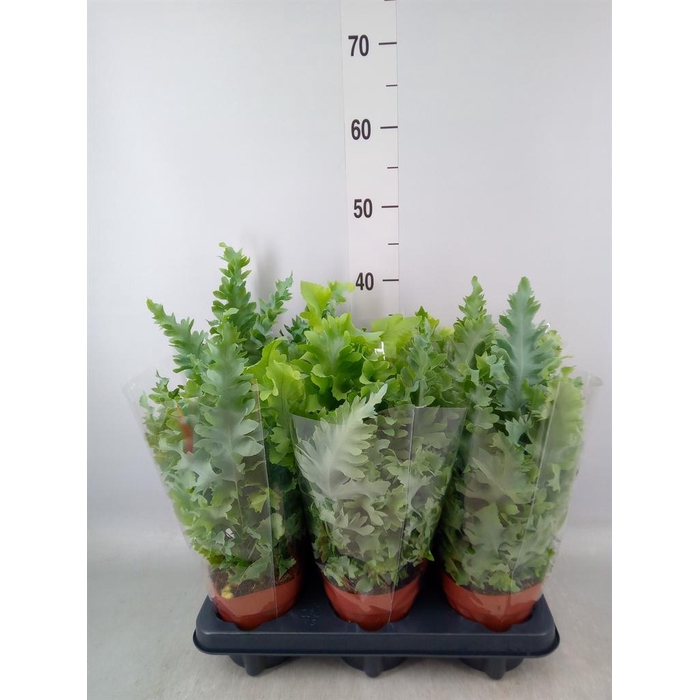 <h4>Phlebodium aureum 'Davana'</h4>