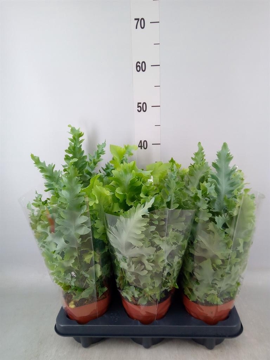 Phlebodium aureum 'Davana'