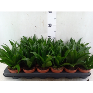 Dracaena frag. 'Compacta'