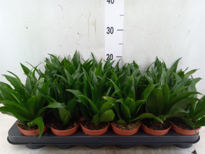 <h4>Dracaena frag. 'Compacta'</h4>