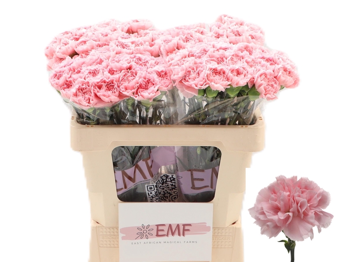 <h4>DI ST PINK MONTEZUMA</h4>