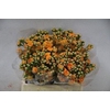 Kalanchoe orange