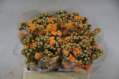 Kalanchoe orange