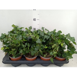 Hedera helix   ..special shapes L%