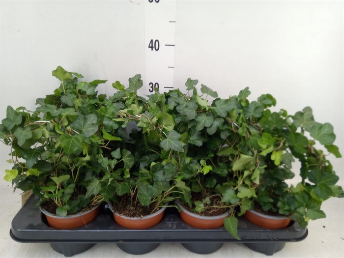 <h4>Hedera helix   ..special shapes L%</h4>