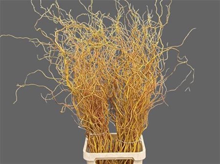 <h4>Salix Golden Curls</h4>