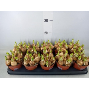 Narcissus  'Tete a tete'