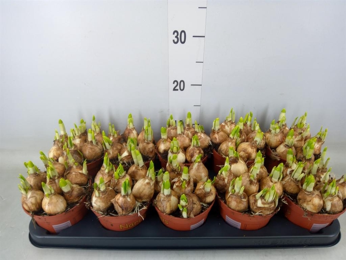 <h4>Narcissus  'Tete a tete'</h4>