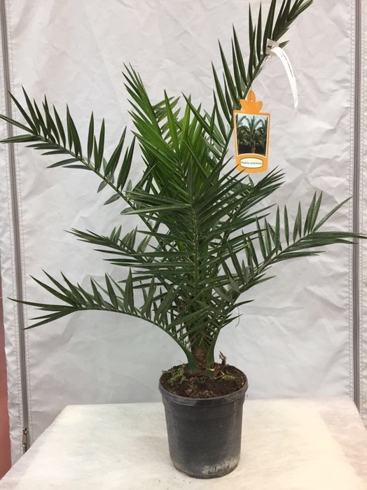 Phoenix overig