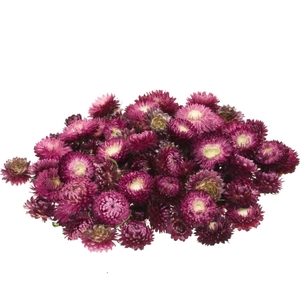 Helichrysum heads 100gr SB natural dark pink