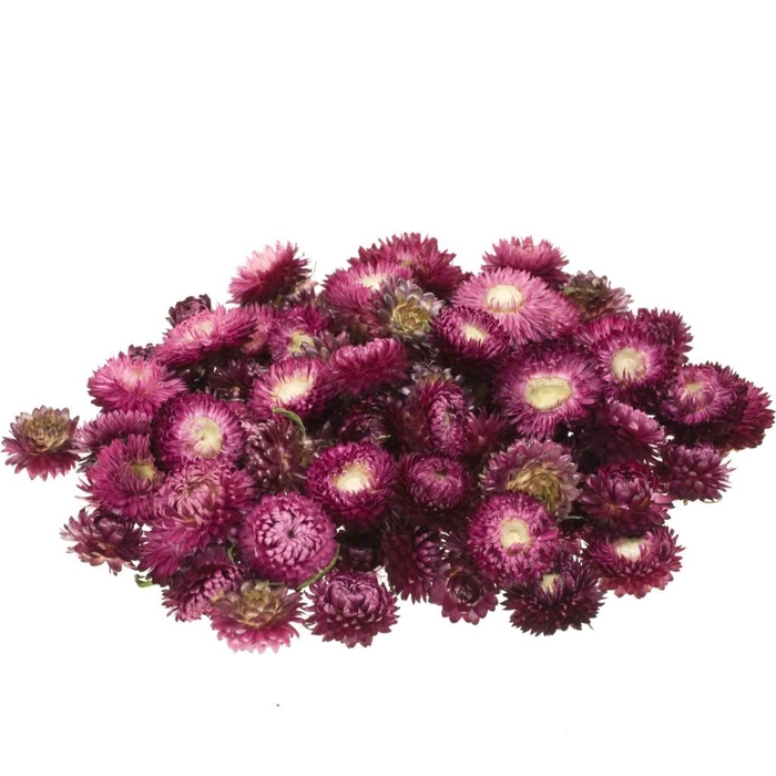 <h4>Helichrysum heads 100gr SB natural dark pink</h4>