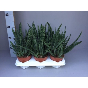 Gasteria