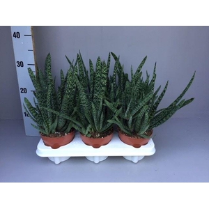 Gasteria