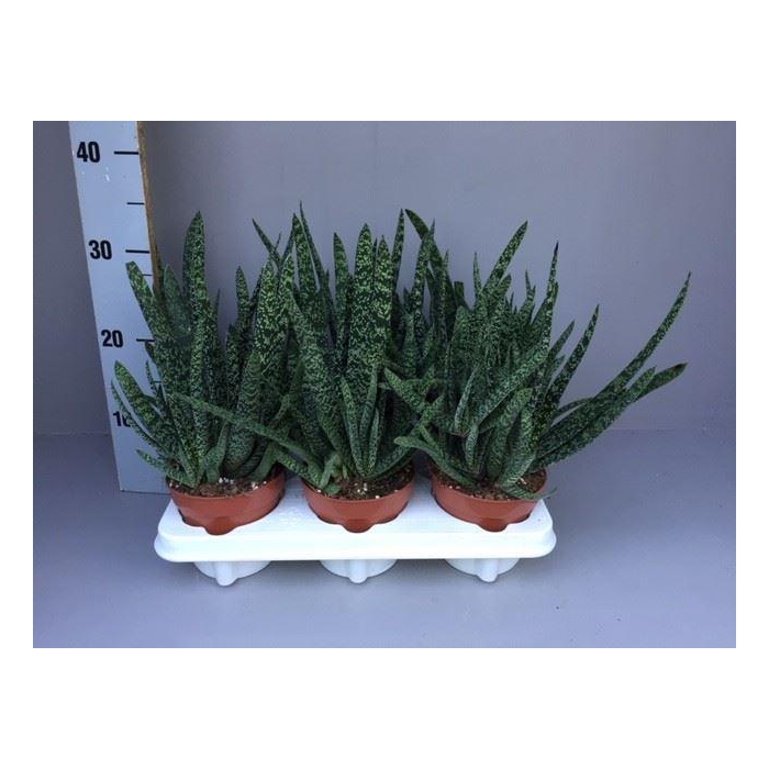 <h4>Gasteria</h4>