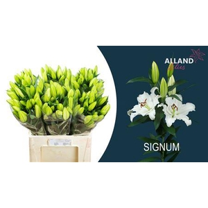 LI OR SIGNUM