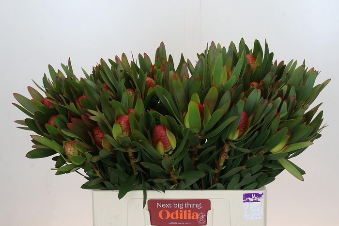 Leucadendron Ayoba African Sky