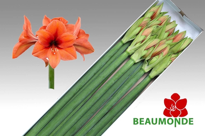 <h4>HIPP GA DESIRE</h4>