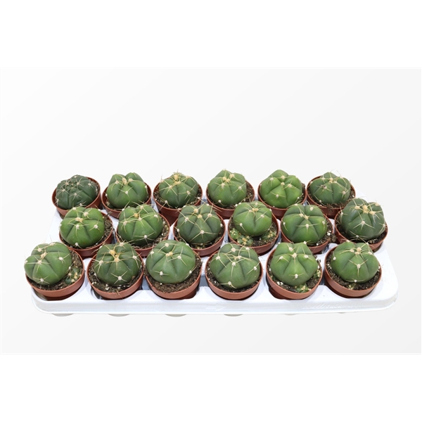 <h4>Gymnocalycium Horsti</h4>