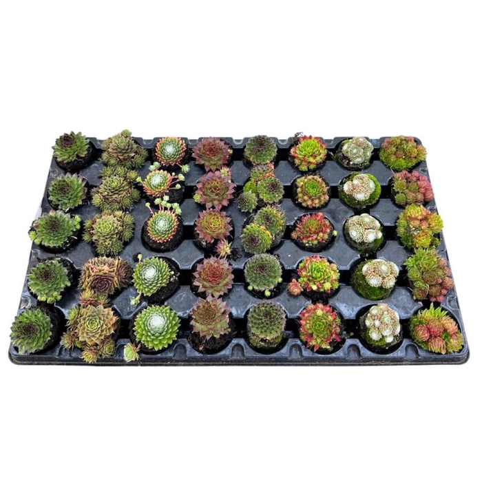 <h4>SEMPERVIVUM CALCAREUM P5.5 PLUGS</h4>