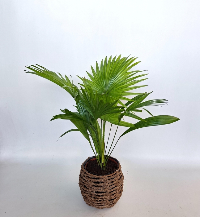 LIVISTONA ROTUNDIFOL