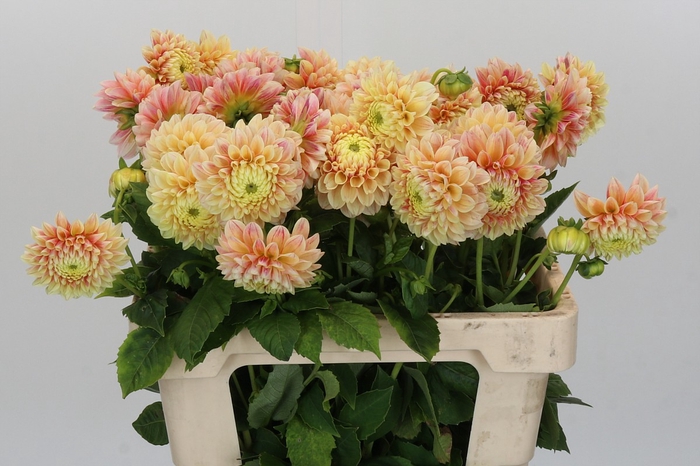 <h4>Dahlia Sweet Suzanne</h4>