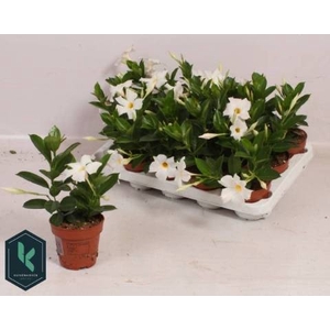 MANDE RIO WHITE