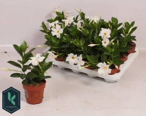 <h4>MANDE RIO WHITE</h4>