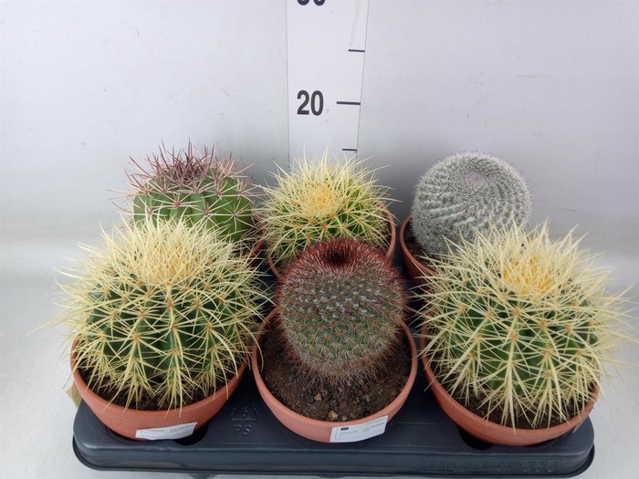 <h4>Cactus   ...</h4>