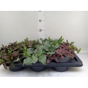 Fittonia   ...