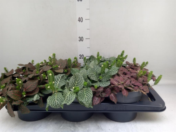 <h4>Fittonia   ...</h4>