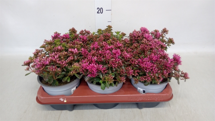 <h4>Sedum spurium 'Spot on deep Rose'</h4>