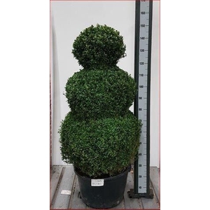 BUXU SEMPERVIRENS
