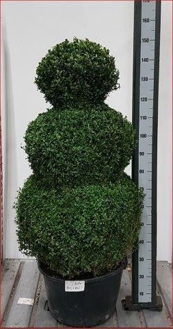 <h4>BUXU SEMPERVIRENS</h4>
