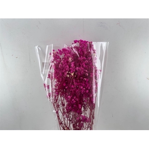 Pres Gypsophilla Cerise 100gr Bunch