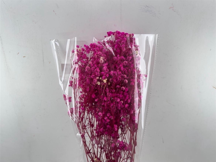 <h4>Pres Gypsophilla Cerise 100gr Bunch</h4>