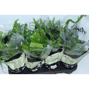 ASPLENIUM VARIADO P14