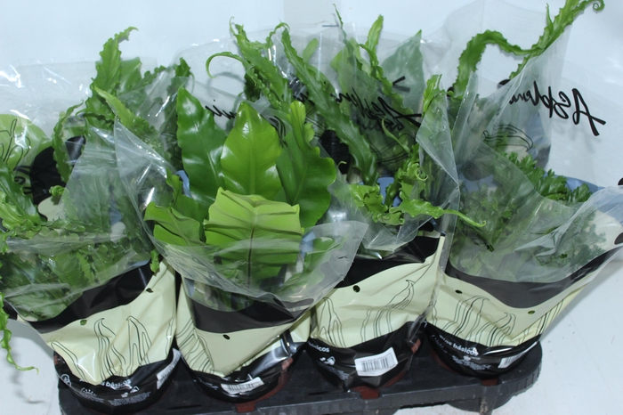 <h4>ASPLENIUM VARIADO P14</h4>