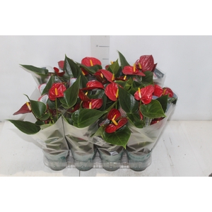 ANTHURIUM RED SUCCESS P09