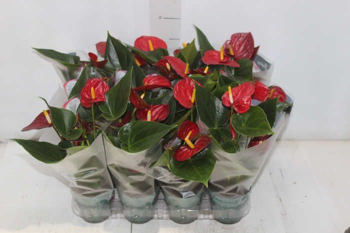 <h4>ANTHURIUM RED SUCCESS P09</h4>