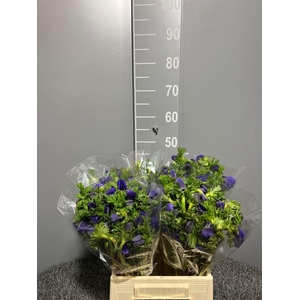 Anemone Galilee Blue