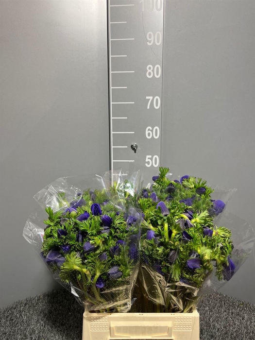 <h4>Anemone Galilee Blue</h4>