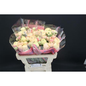 Ran Romance Hydra 50cm