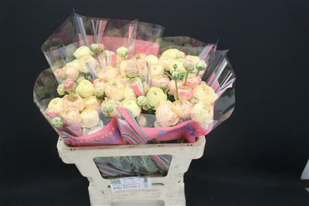 <h4>Ran Romance Hydra 50cm</h4>