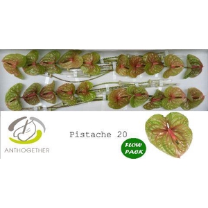 Anthurium Pistache