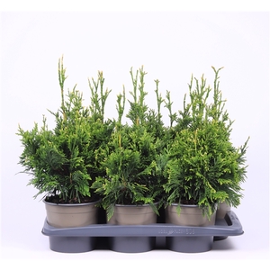 Thuja plicata 'Can-Can'