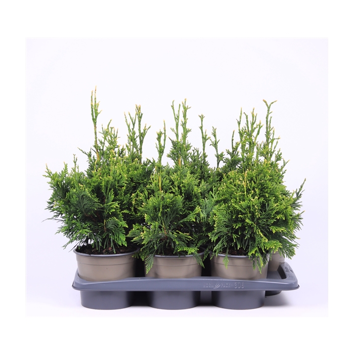 <h4>Thuja plicata 'Can-Can'</h4>