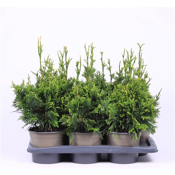 <h4>Thuja plicata 'Can-Can'</h4>