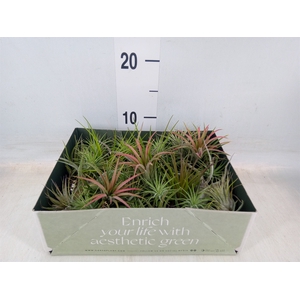 Tillandsia