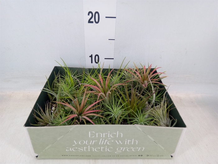 <h4>Tillandsia</h4>